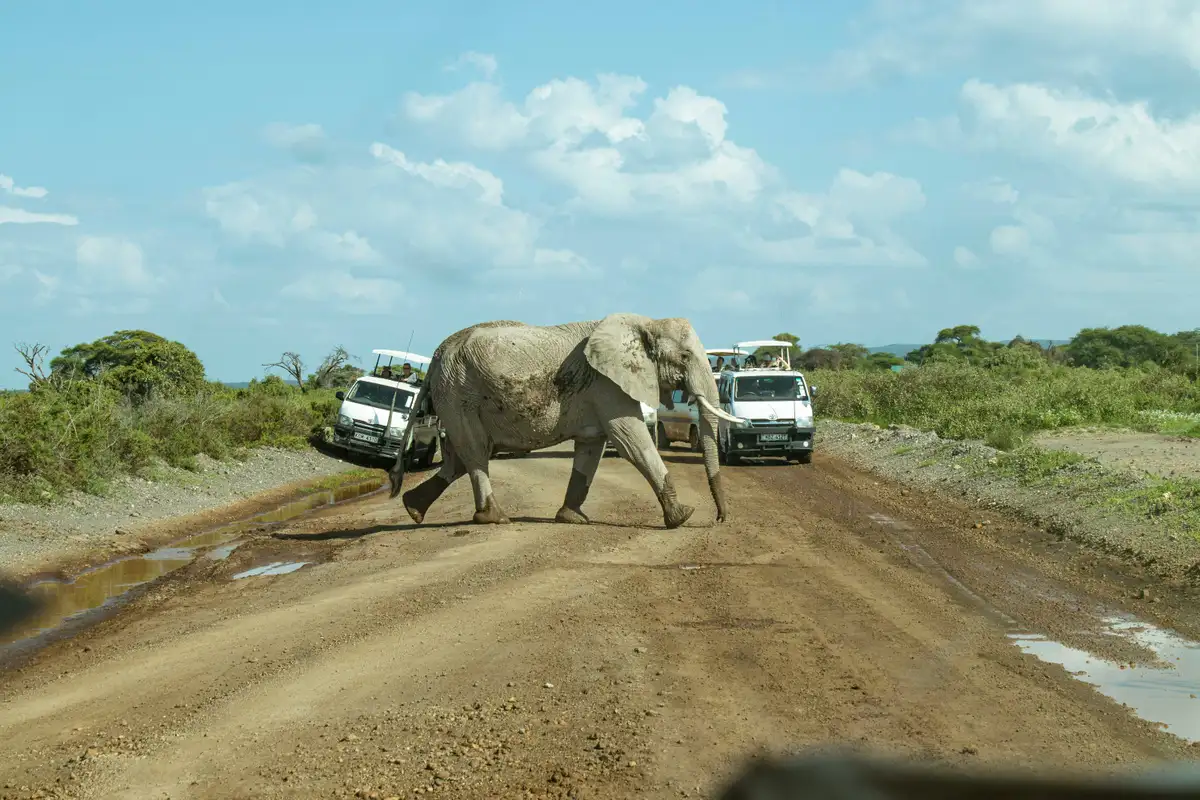 A safari vehicle stopped as an elephant crosses a dirt road in a Kenyan park