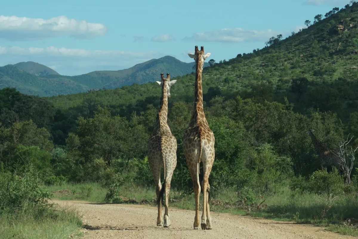 Two giraffes walking away down a dirt road in Kruger National Park