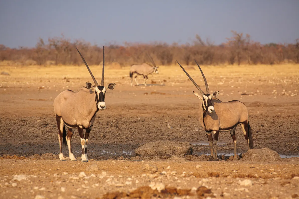 Two gemsbok standing at a muddy waterhole at sunset in Etosha National Park, Namibia