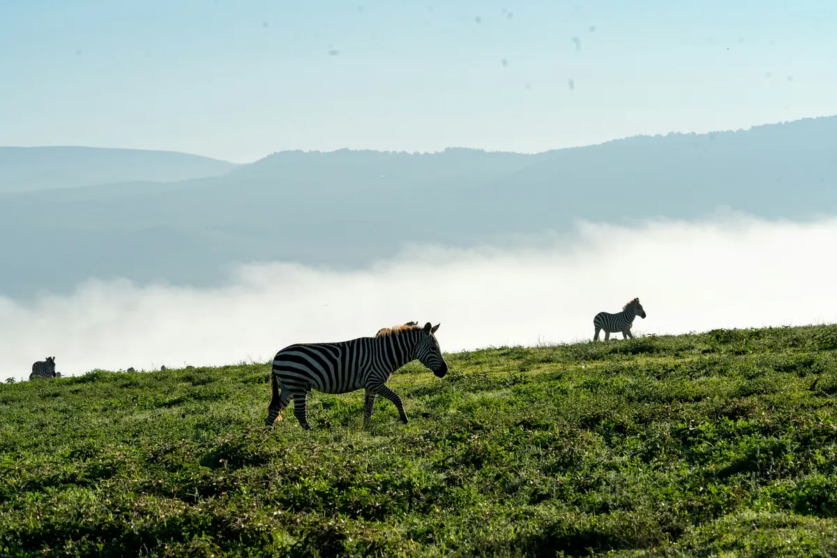 Zebras grazing on the green floor of Ngorongoro Crater with mist-covered hills behind
