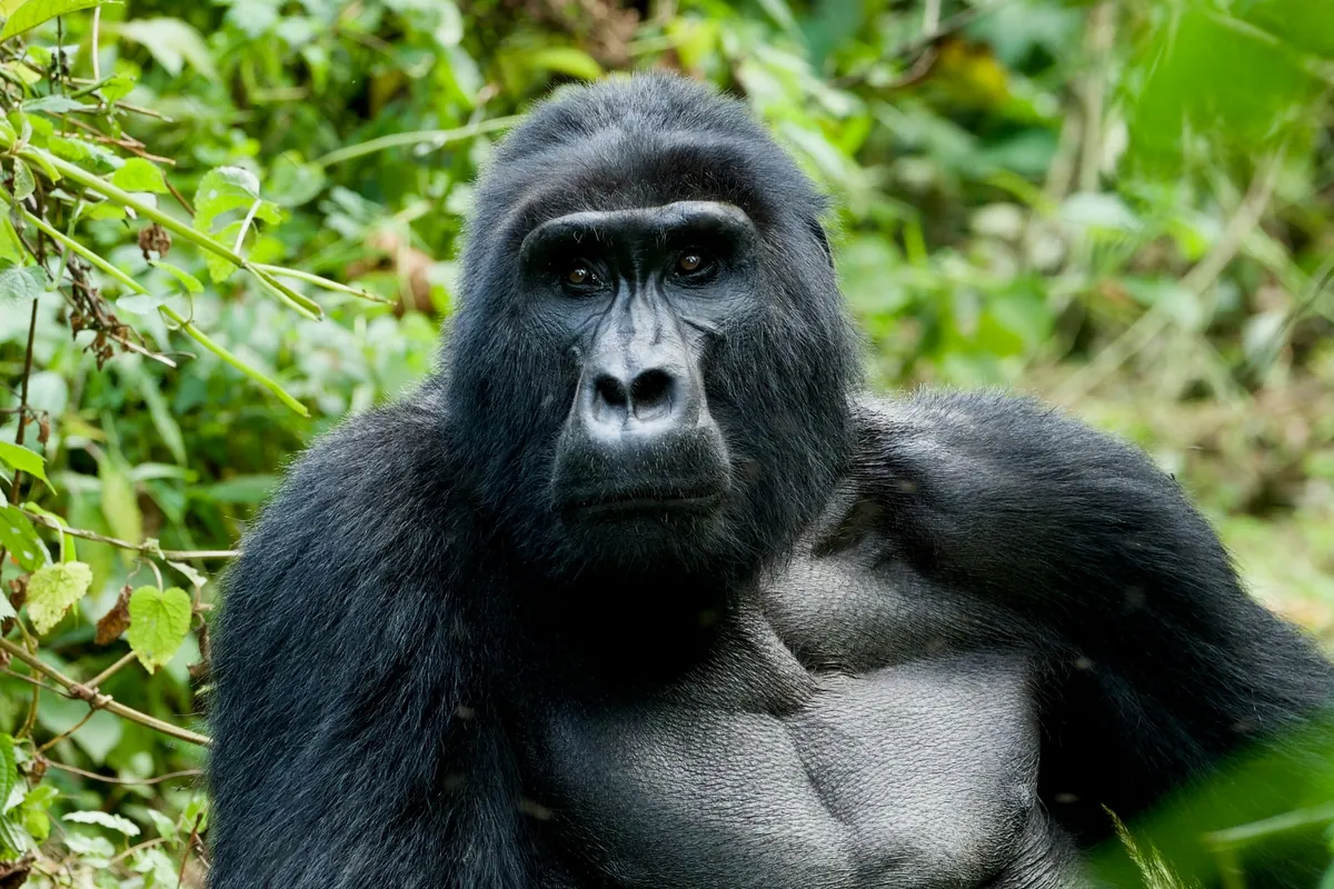 A mountain gorilla sitting among dense green vegetation, looking towards the camera