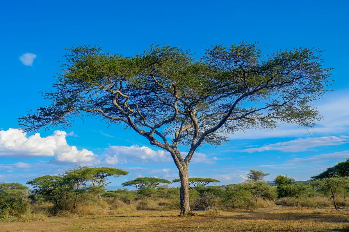 A lone umbrella thorn acacia under a blue sky on the plains of Serengeti National Park