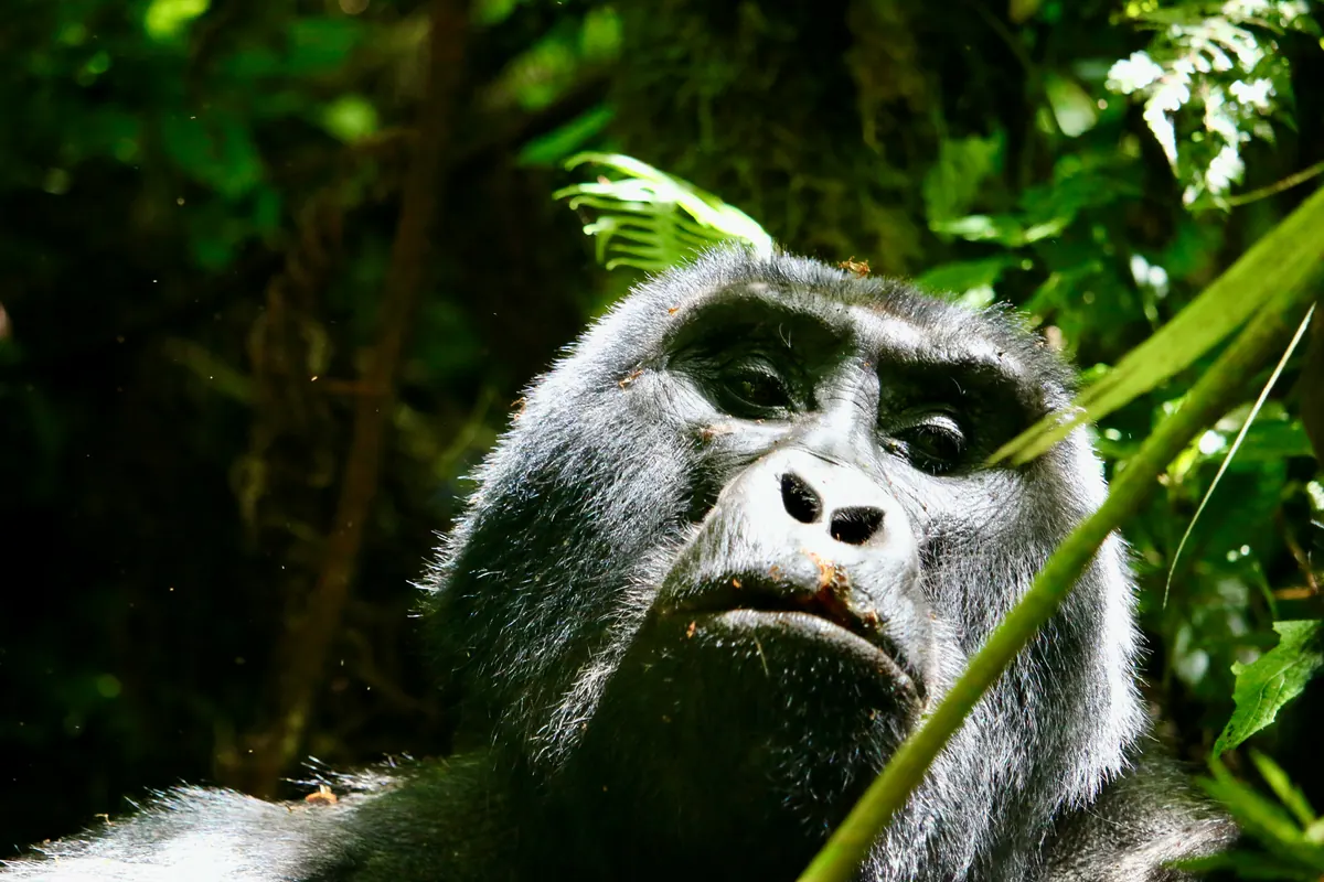 A mountain gorilla looking up through the foliage of Bwindi Impenetrable Forest, Uganda