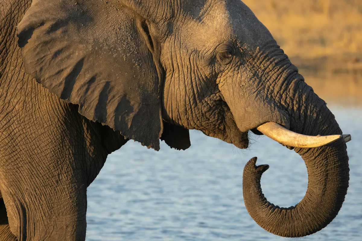 An elephant drinking at a waterhole in Hwange National Park, Zimbabwe